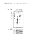 RNA-INTERFERENCE BY SINGLE-STRANDED RNA MOLECULES diagram and image