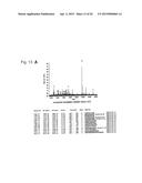 RNA-INTERFERENCE BY SINGLE-STRANDED RNA MOLECULES diagram and image