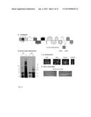 CITRUS TRISTEZA VIRUS BASED VECTORS FOR FOREIGN GENE/S EXPRESSION diagram and image