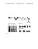 CITRUS TRISTEZA VIRUS BASED VECTORS FOR FOREIGN GENE/S EXPRESSION diagram and image