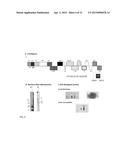 CITRUS TRISTEZA VIRUS BASED VECTORS FOR FOREIGN GENE/S EXPRESSION diagram and image