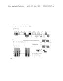 CITRUS TRISTEZA VIRUS BASED VECTORS FOR FOREIGN GENE/S EXPRESSION diagram and image