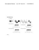 CITRUS TRISTEZA VIRUS BASED VECTORS FOR FOREIGN GENE/S EXPRESSION diagram and image