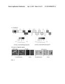 CITRUS TRISTEZA VIRUS BASED VECTORS FOR FOREIGN GENE/S EXPRESSION diagram and image