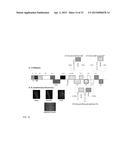 CITRUS TRISTEZA VIRUS BASED VECTORS FOR FOREIGN GENE/S EXPRESSION diagram and image