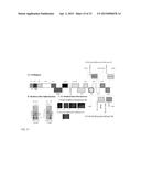 CITRUS TRISTEZA VIRUS BASED VECTORS FOR FOREIGN GENE/S EXPRESSION diagram and image