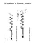 CITRUS TRISTEZA VIRUS BASED VECTORS FOR FOREIGN GENE/S EXPRESSION diagram and image