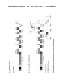 CITRUS TRISTEZA VIRUS BASED VECTORS FOR FOREIGN GENE/S EXPRESSION diagram and image