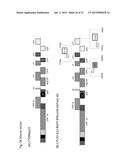 CITRUS TRISTEZA VIRUS BASED VECTORS FOR FOREIGN GENE/S EXPRESSION diagram and image