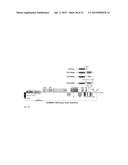 CITRUS TRISTEZA VIRUS BASED VECTORS FOR FOREIGN GENE/S EXPRESSION diagram and image