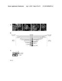 CITRUS TRISTEZA VIRUS BASED VECTORS FOR FOREIGN GENE/S EXPRESSION diagram and image