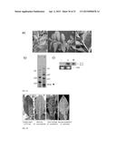 CITRUS TRISTEZA VIRUS BASED VECTORS FOR FOREIGN GENE/S EXPRESSION diagram and image