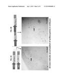 ACTIVATION TAGGING PLATFORM FOR MAIZE, AND RESULTANT TAGGED POPULATIONS     AND PLANTS diagram and image