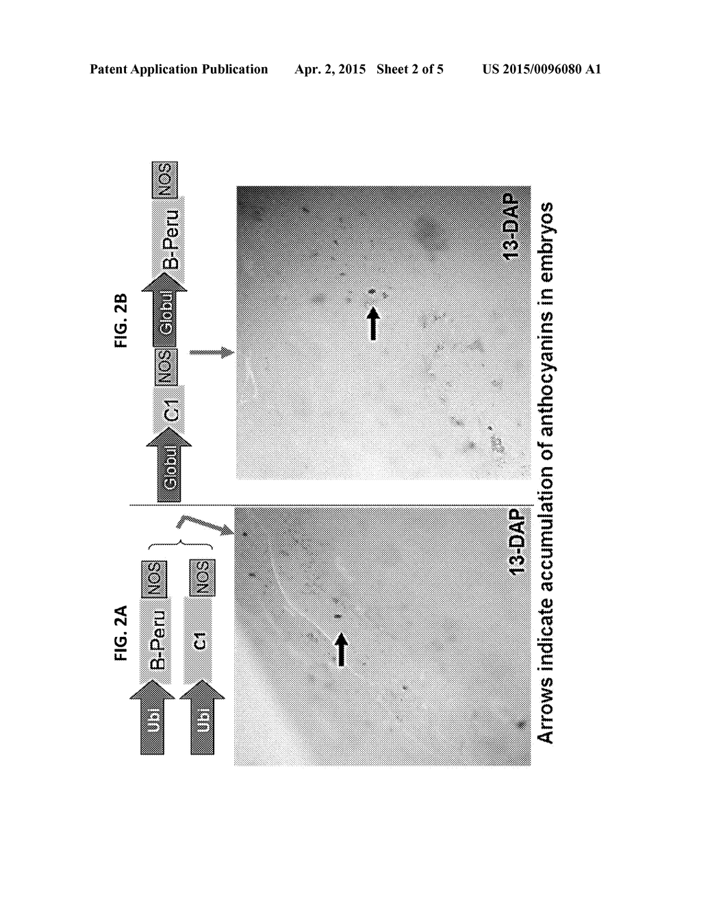 ACTIVATION TAGGING PLATFORM FOR MAIZE, AND RESULTANT TAGGED POPULATIONS     AND PLANTS - diagram, schematic, and image 03