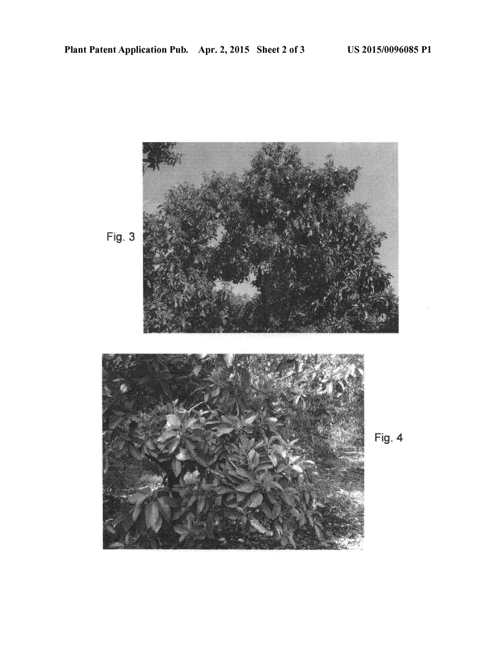 Avocado tree named 'Nico' - diagram, schematic, and image 04