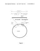 PROTEIN CONSTRUCTS DESIGNED FOR TARGETING AND LYSIS OF CELLS diagram and image