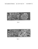 METHOD FOR MASS PRODUCTION OF SILICON NANOWIRES AND/OR NANOBELTS, AND     LITHIUM BATTERIES AND ANODES USING THE SILICON NANOWIRES AND/OR NANOBELTS diagram and image