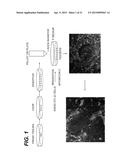 Immortalization of Epithelial Cells and Methods of Use diagram and image