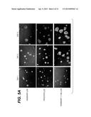 Immortalization of Epithelial Cells and Methods of Use diagram and image