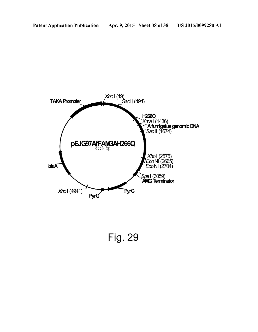 Variants of Beta-Glucosidase - diagram, schematic, and image 39