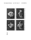 CARBONIC ANHYDRASE XEROGEL PARTICLES diagram and image