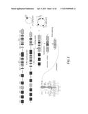 NUCLEIC ACID AMPLIFICATION PRIMERS FOR PCR-BASED CLONALITY STUDIES diagram and image