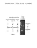 NUCLEIC ACID AMPLIFICATION PRIMERS FOR PCR-BASED CLONALITY STUDIES diagram and image