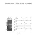 NUCLEIC ACID AMPLIFICATION PRIMERS FOR PCR-BASED CLONALITY STUDIES diagram and image