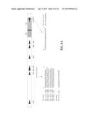 NUCLEIC ACID AMPLIFICATION PRIMERS FOR PCR-BASED CLONALITY STUDIES diagram and image