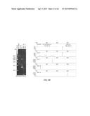 NUCLEIC ACID AMPLIFICATION PRIMERS FOR PCR-BASED CLONALITY STUDIES diagram and image