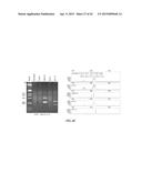 NUCLEIC ACID AMPLIFICATION PRIMERS FOR PCR-BASED CLONALITY STUDIES diagram and image