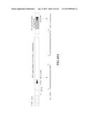 NUCLEIC ACID AMPLIFICATION PRIMERS FOR PCR-BASED CLONALITY STUDIES diagram and image