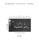 NUCLEIC ACID AMPLIFICATION PRIMERS FOR PCR-BASED CLONALITY STUDIES diagram and image