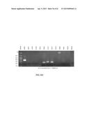 NUCLEIC ACID AMPLIFICATION PRIMERS FOR PCR-BASED CLONALITY STUDIES diagram and image