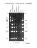 NUCLEIC ACID AMPLIFICATION PRIMERS FOR PCR-BASED CLONALITY STUDIES diagram and image