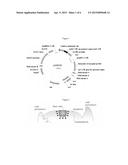 SOYBEAN TRANSFORMATION METHOD diagram and image