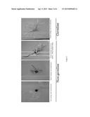 SOYBEAN TRANSFORMATION METHOD diagram and image