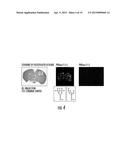 MASS SPECTROMETRY IMAGING OF GLYCANS FROM TISSUE SECTIONS AND IMPROVED     ANALYTE DETECTION METHODS diagram and image