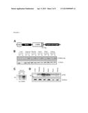 C1q/TNF-RELATED PROTEIN-9 (CTRP9) AND USE IN PREVENTION AND TREATMENT OF     METABOLIC DISORDERS diagram and image