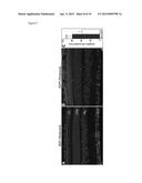 VARIANTS OF YEAST NDI1 GENE, AND USES THEREOF IN THE TREATMENT OF DISEASE     ASSOCIATED WITH MITOCHONDRIAL DYSFUNCTION diagram and image