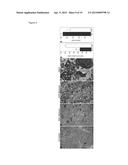 VARIANTS OF YEAST NDI1 GENE, AND USES THEREOF IN THE TREATMENT OF DISEASE     ASSOCIATED WITH MITOCHONDRIAL DYSFUNCTION diagram and image