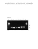 VARIANTS OF YEAST NDI1 GENE, AND USES THEREOF IN THE TREATMENT OF DISEASE     ASSOCIATED WITH MITOCHONDRIAL DYSFUNCTION diagram and image