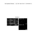 BIOMIMMETIC NANOFIBER SCAFFOLD FOR SOFT TISSUE AND SOFT TISSUE-TO-BONE     REPAIR, AUGMENTATION AND REPLACEMENT diagram and image