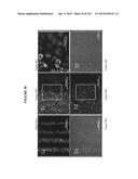 BIOMIMMETIC NANOFIBER SCAFFOLD FOR SOFT TISSUE AND SOFT TISSUE-TO-BONE     REPAIR, AUGMENTATION AND REPLACEMENT diagram and image