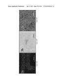 BIOMIMMETIC NANOFIBER SCAFFOLD FOR SOFT TISSUE AND SOFT TISSUE-TO-BONE     REPAIR, AUGMENTATION AND REPLACEMENT diagram and image