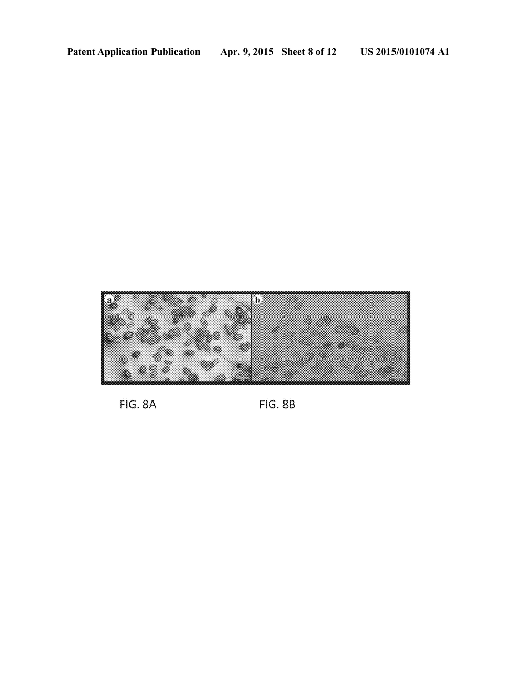 MALE STERILE GARLIC PLANTS, HYBRID OFFSPRING OF SAME AND METHODS OF     GENERATING AND USING SAME - diagram, schematic, and image 09