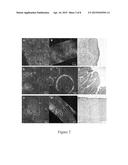 CHARACTERIZATION OF BIOLOGICAL TISSUES AT A CELLULAR LEVEL USING RED AND     FAR-RED FLUORESCENT DYES diagram and image