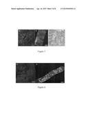 CHARACTERIZATION OF BIOLOGICAL TISSUES AT A CELLULAR LEVEL USING RED AND     FAR-RED FLUORESCENT DYES diagram and image