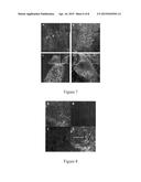 CHARACTERIZATION OF BIOLOGICAL TISSUES AT A CELLULAR LEVEL USING RED AND     FAR-RED FLUORESCENT DYES diagram and image