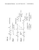 METAP-2 INHIBITOR POLYMERSOMES FOR THERAPEUTIC ADMINISTRATION diagram and image